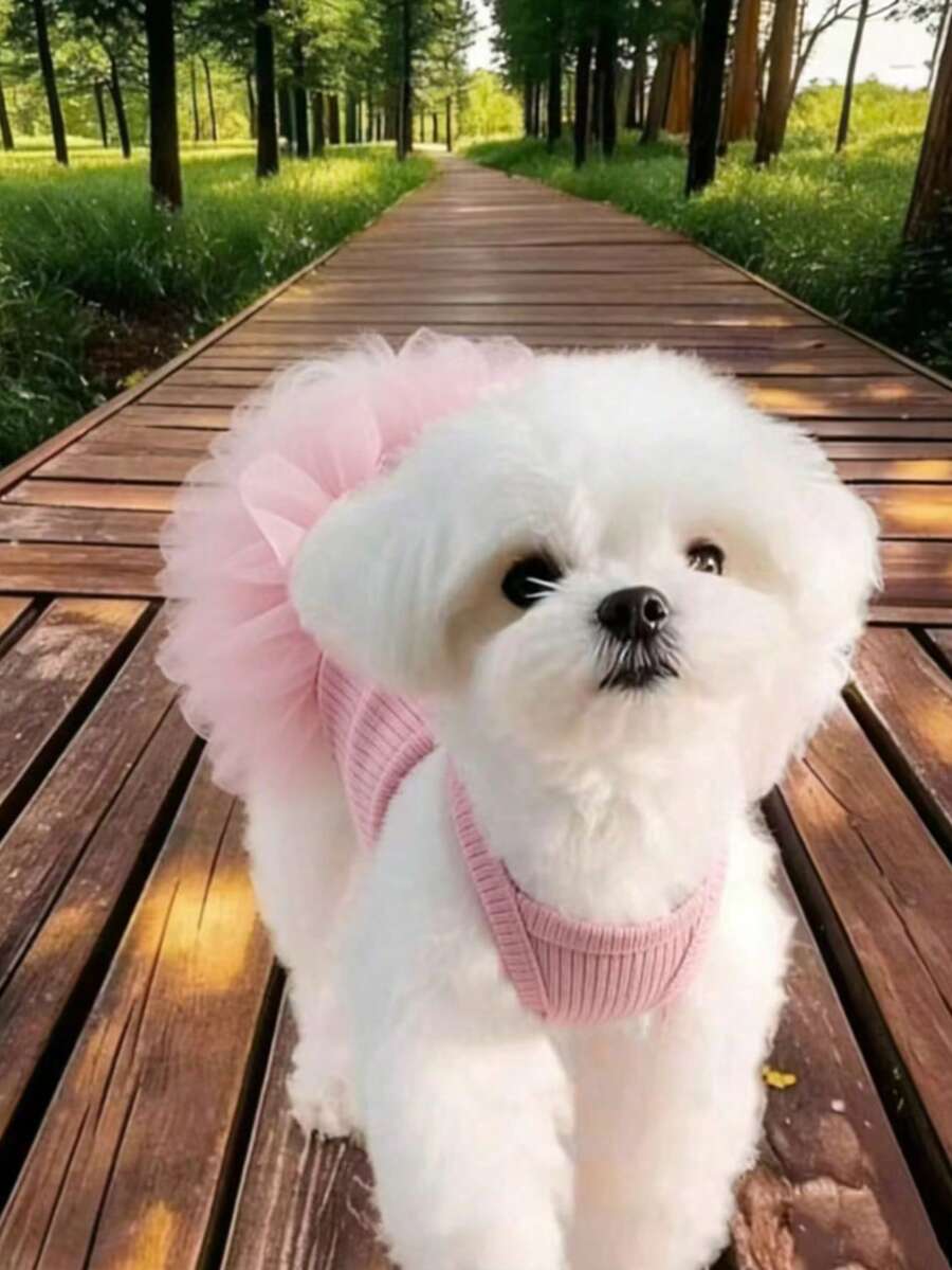 1 件优雅芭蕾薄纱裙宠物狗服装，公主裙无袖浪漫派对装，适合小型犬、猫，清凉春夏