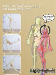 3D可拆卸人体解剖模型，包含完整的骨骼和器官组件，科学教育减压模型，生物医学教学辅助工具，通过组装和拆卸增强对人体解剖学的理解。 - 彩色 - 查看 10