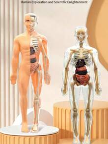 3D可拆卸人体解剖模型，包含完整的骨骼和器官组件，科学教育减压模型，生物医学教学辅助工具，通过组装和拆卸增强对人体解剖学的理解。 - 彩色 - 查看 7