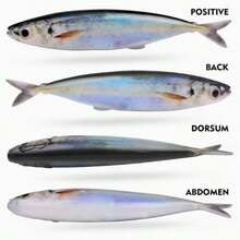 Mồi câu cá mềm Proberos 1 cái, dài 14.5cm, nặng 33.3g, không chì, lưỡi câu ngược, thích hợp câu cá thu và cá trê, mồi câu cá nước mặn trên thuyền, mô phỏng chân thực. - Nhiều màu - Xem 5