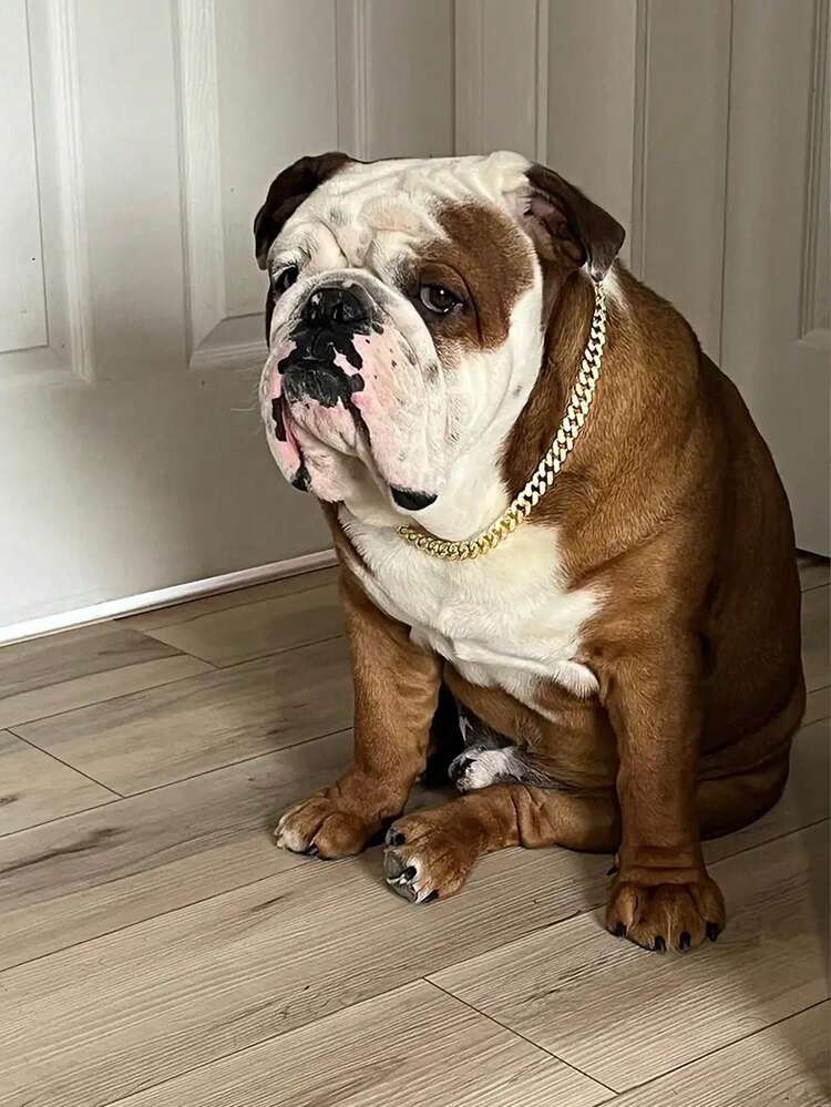 1 pieza Cadena cubana con brillo para mascotas - Collar elegante de declaración para perros, accesorio de moda metálico para mascotas - Multicolor - Añade 3