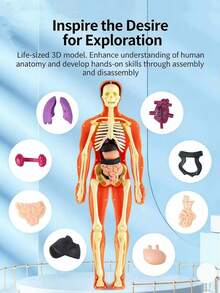 3D可拆卸人体解剖模型，包含完整的骨骼和器官组件，科学教育减压模型，生物医学教学辅助工具，通过组装和拆卸增强对人体解剖学的理解。 - 彩色 - 查看 11