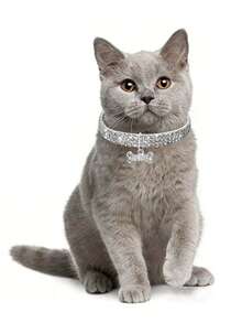 Collier pour animaux de compagnie en cristal scintillant - avec pendentif en forme d'os, convient aux chiens et aux chats, matériau élastique ajustable et confortable pour les petits chiens/chiots et les chats, convient pour un port quotidien, la photographie, les fêtes, les mariages, les vacances, cadeau parfait pour vos animaux de compagnie bien-aimés - Multicolore - Voir 4