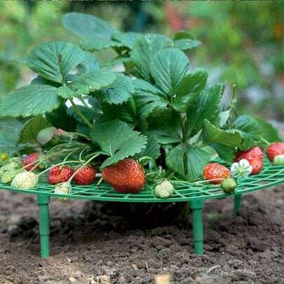 1pc Gardening Rack, Suitable For Balcony Planting, Strawberry And Fruit Stand, Casual Style, Can Be Used Indoors And Outdoors