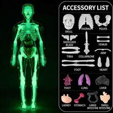 3D可拆卸人体解剖模型，包含完整的骨骼和器官组件，科学教育减压模型，生物医学教学辅助工具，通过组装和拆卸增强对人体解剖学的理解。 - 彩色 - 查看 14