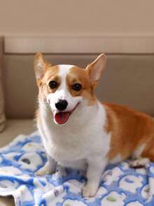 3pcs Pet Blanket, Super Soft & Fluffy High-Quality Cute Elephant Pattern Pet Blanket, Flannel Dog/Cat Mat Pad - Mixed 3 Colors, Size M (52x76cm) - View 7