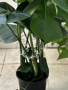 A Lifesaver For Flower Arranging Beginners! With Flower Stem Holders, You No Longer Need To Constantly Adjust The Flower Stems. The Arrangement Stays Neat, Three-Dimensional, And Looks Great For Gifting Or Decorating Your Home. - A - View 9