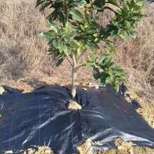 Heavy Duty Barrier Fabric, Breathable And Moisture-Retaining Garden Ground Cover Cloth For Orchards And Farms - Control Fabric - View 10