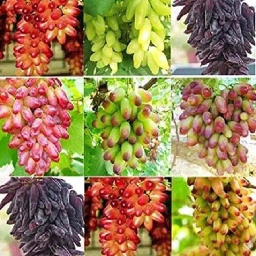 TreegoArt Grape Fruit  Exotic Mixed Fruit Plant For Growing - Pack Of 20 - 1pack-500 - View 1