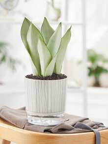 1pc Large Size Striped Green Pothos Plant Self-Watering Small Planter, Transparent Plastic Slouchy Hydroponic Planter, Minimalist Design Water Storage Pot, Gardening - Zebra Stripes - View 4
