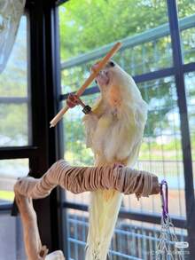 100/200/300pcs Parrot Chewing Toys, Training Beak, Parrot Specific, Parrot Chew Wheat Straw, Natural Wheat Straw, Parrot Chewing Boredom Relief, Small Pet Toys, Bird Chewing - View 5