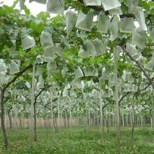 无纺布水果袋，葡萄袋，防鸟、防虫、防水，专用水果袋，育苗袋 - 抽繩 - 查看 5