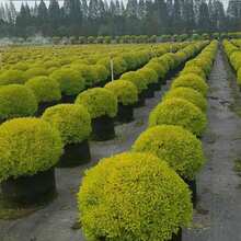 4个大容量种植袋，适合种植土豆、辣椒、花卉和西红柿，园艺风格设计，采用耐用的无纺布制成，容量为18.93升，双提手，适合室内和室外种植，带有排水孔，厚度为350克。 - 黑色 - 查看 6