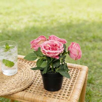 1 pieza Planta de flor de rosa rosa artificial con maceta - Decoración romántica para el hogar | Aproximadamente 7 pulgadas incluyendo la maceta negra | Adecuado perfectamente para la decoración de la sala de estar, el balcón, el comedor, el estudio, la oficina, infunde suavemente un ambiente natural y romántico, también es una excelente opción de regalo para el Día de San Valentín, aniversario