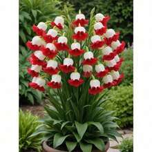 Lily Of The Valley Plants, Outdoor Perennial Flower, Perennial Ground Cover, Creeping Lawn, Outdoor Houseplants, Garden Horticulture, Local DeliveryHalloween - Christmas - Mother's Day - Valentine's Day - Jewelry Gifts - 95株/株 - 查看 3