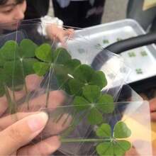 幸运四叶草天然草本透明卡片 - 新款书签，许愿疗愈透明卡片，清新简约风格 - 套裝 - 查看 4