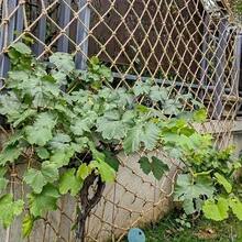 1 pièce Filet en corde de jute naturel, filet en lin de style vintage, convient pour les plantes grimpantes et les haricots, clôture de décoration de jardin, décoration de cour, sans électricité requise - Multicolore - Voir 5