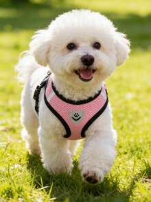 2pcs/Set Breathable Mesh Cat/Dog Harness And Leash Set - Reflective, Adjustable Pet Vest With Leash, Suitable For Small Dogs And Cats, Convenient For Walking And Training, Durable - Multicolor - View 5