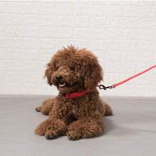 防逃脱狗项圈，宠物用品，夜光狗项圈 - 彩色 - 查看 4