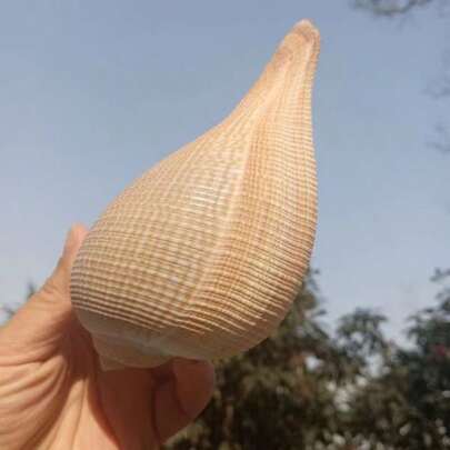 Concha de caracol natural, espécimen de caracol de níspero, decoración de paisaje para acuario, decoración de ventana del hogar, adquisición de riqueza, decoración del hogar, adornos del hogar, adornos para acuario, adornos para el hogar, decoración de la vida del hogar