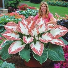 Hosta Plants 100pcs Perennial Drought Tolerant Plant Plants For Indoor Outdoor Flower Planting Home Garden Bonsai Potted Long Lived Leaf SeedsHalloween - Christmas - Mother's Day - Valentine's Day - Jewelry Gifts - 100 件 - 查看 1