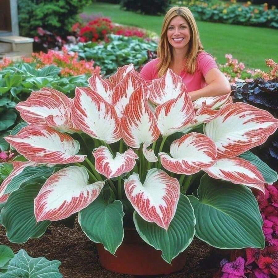 Hosta Plants 100pcs Perennial Drought Tolerant Plant Plants For Indoor Outdoor Flower Planting Home Garden Bonsai Potted Long Lived Leaf SeedsHalloween - Christmas - Mother's Day - Valentine's Day - Jewelry Gifts - 100 件 - 查看 1