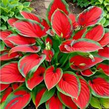 200pcs Hosta Plant Planting Bi-Coloured Shade Perennial With Green Edges & Red Center Low-Maintenance, Heat-Tolerant Flower InHalloween - Christmas - Mother's Day - Valentine's Day - Jewelry Gifts - 200+ 件-(#13) - 查看 2