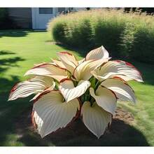 SeedHosta Plants (110Plants) Grow Well, Easy To Grow, Brilliant Hosta Varieties For Beautiful Annual Outdoor Flowers - 100株植物 - 查看 3