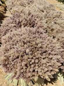 50pcs Simulation Reed Rabbit Tail Flower Cattail Dried Artificial Flower Plant Decoration Garden Living Room,Home Decoration, Room Decoration, Bedroom Decoration, Party Decoration, Wedding Deco - Multicolor - View 6