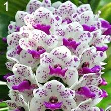 100 Fragrant Orchid Plant Cold-Resistant And Suitable For All Seasons, Ideal For DIY Gardens, Home Gardens, Flower Pots, And Courtyards - Makes A Great Gardening Gift - 100粒種子 - 查看 7