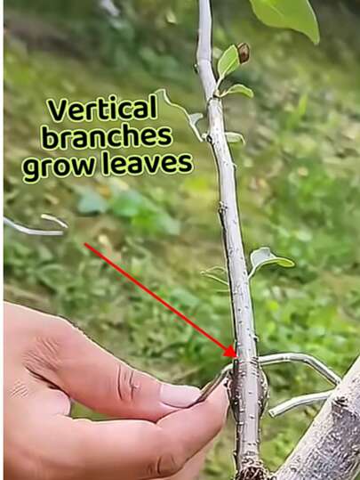 15件装枝条拉伸工具，拉伸后枝条可结果。不使用工具时，枝条只会长叶。可抑制枝条旺盛生长，平衡树形，改善通风和光照。可重复使用20天。