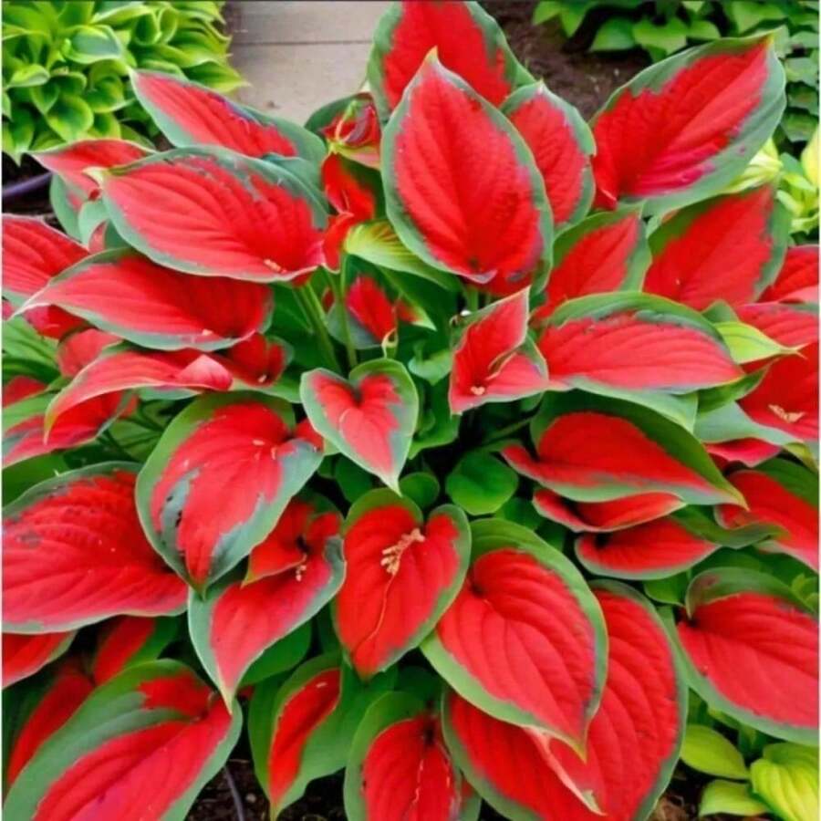 200pcs Hosta Plant Planting Bi-Coloured Shade Perennial With Green Edges & Red Center Low-Maintenance, Heat-Tolerant Flower InHalloween - Christmas - Mother's Day - Valentine's Day - Jewelry Gifts - 200+ 件-(#13) - 查看 1