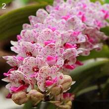 100 Fragrant Orchid Plant Cold-Resistant And Suitable For All Seasons, Ideal For DIY Gardens, Home Gardens, Flower Pots, And Courtyards - Makes A Great Gardening Gift - 100粒種子 - 查看 10