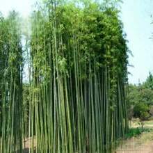 200 Phyllostachys Pubescens Seedfor Fast-Growing And  Bamboo Forests. Ideal For Courtyard Greening, Windbreak And Soil Fixation, And For Producing Economic Bamboo Materials. Easy To Plant In Both The North And South.Halloween - Christmas - Mother's Day - Valentine's Day - Jewelry Gifts - Biến thể 1 - Xem 5