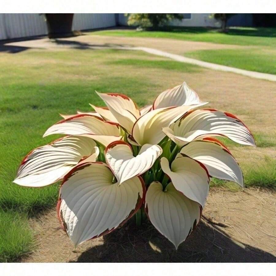 SeedHosta Plants (110Plants) Grow Well, Easy To Grow, Brilliant Hosta Varieties For Beautiful Annual Outdoor Flowers - 100株植物 - 查看 1