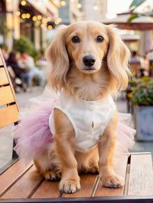 1件宠物服装，猫狗服装，快乐小狗小型犬套装，休闲时尚可爱舒适红唇丝带紫色兔子复活节薄纱连衣裙 - 彩色 - 查看 3