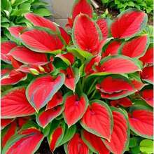 200pcs Hosta Plant Planting Bi-Coloured Shade Perennial With Green Edges & Red Center Low-Maintenance, Heat-Tolerant Flower InHalloween - Christmas - Mother's Day - Valentine's Day - Jewelry Gifts - 200+ 件-(#13) - 查看 3