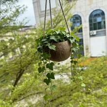 Coconut Shell Flower Pot Hanging Basket, Natural Coconut Shell, Hand Polished, Strong And Wear-Resistant, With Hanging Rope, Plant Potted Container, Retro Pastoral Restaurant Decoration, Flower Stand, Flowerpot, Flower Basket - Hanging Basket - View 5