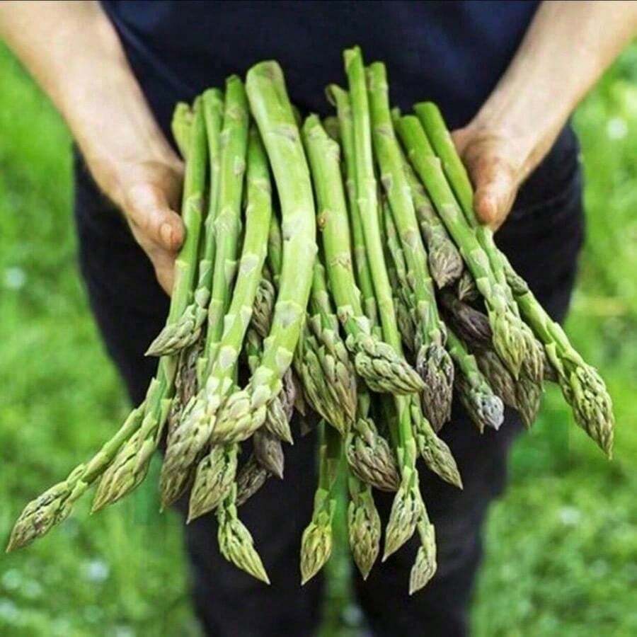 Seed500pcs Perennial Asparagus Plants Green Plants For All Seasons Cold Heat And Frost Tolerant Nutritious Fresh Gardening Plants - 200粒種子 - 查看 1