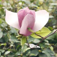 20个360°可调节植物照明弯管，加厚塑料园艺配件农具 - 多色 - 查看 5