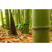200 Phyllostachys Pubescens Seedfor Fast-Growing And  Bamboo Forests. Ideal For Courtyard Greening, Windbreak And Soil Fixation, And For Producing Economic Bamboo Materials. Easy To Plant In Both The North And South.Halloween - Christmas - Mother's Day - Valentine's Day - Jewelry Gifts - Biến thể 1 - Xem 3