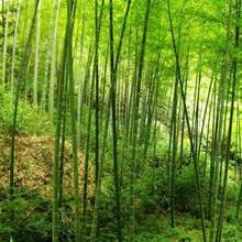 200 Phyllostachys Pubescens Seedfor Fast-Growing And  Bamboo Forests. Ideal For Courtyard Greening, Windbreak And Soil Fixation, And For Producing Economic Bamboo Materials. Easy To Plant In Both The North And South.Halloween - Christmas - Mother's Day - Valentine's Day - Jewelry Gifts - Biến thể 1 - Xem 6