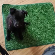 1pc Premium Washable Dog Training Pad - Indoor/Outdoor Potty Grass, Convenient Potty Training And Odor Control - S - View 15