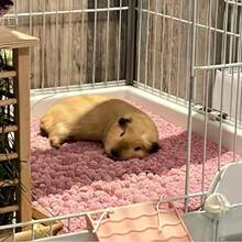 Weicher Korallen-Fleece Haustier Teppich/Matte - Hochabsorbierend, geeignet für Kaninchenkäfige, bietet ein komfortables Schlafumfeld für kleine Tiere wie Hamster, Meerschweinchen, Kaninchen - Verschiedenfarbig - Übersicht 12