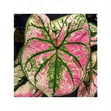 100 Hosta Plant, Perennial Flower Plant, Amazing Plant Plant, Herb Potted Plants - 100 - View 5