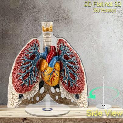 2D Flat, 2D Flat Printed Rotating Thoracic Cavity With Lungs And Heart 360° Rotating Acrylic Display, For Educational Purposes, Unique Gift For Health Enthusiasts, Halloween