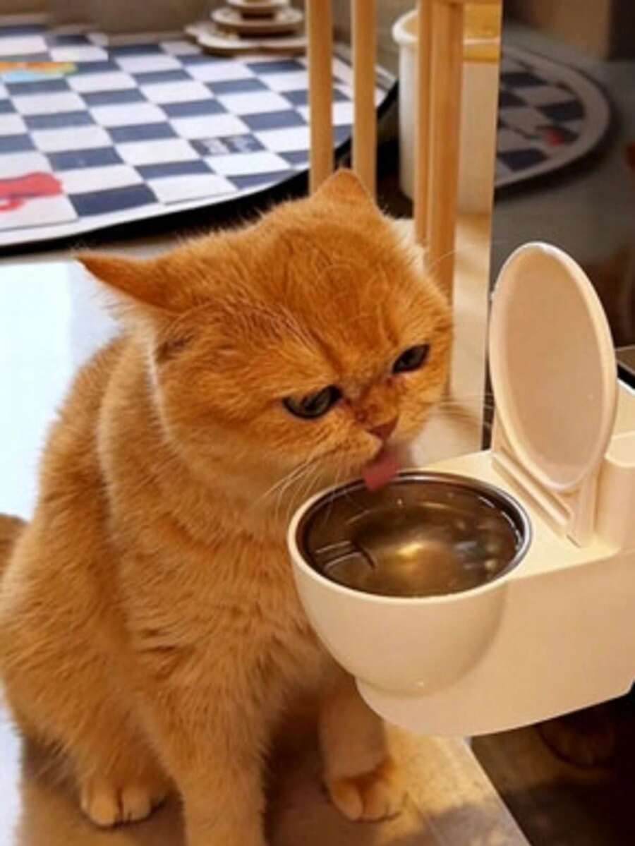 Cute Wall-Mounted Cat Water Dispenser With Lid, Anti-Splash, Large Capacity, Creative Practical Pet Gift