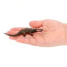 1pc Realistic Animal Crocodile Model - Siamese Crocodile, Short-Snouted Crocodile, Saltwater Crocodile, Cuban Crocodile - Educational Display - Multicolor - View 17