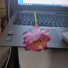 5支莲花形凝胶笔，柔软硅胶笔，创意文具，节日礼品，黑色签名笔 - 套裝 - 查看 2