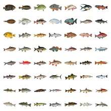55Pcs Funny Fish Rod Decals Grouper Bass Trout Sailfish Water Bottle Stickers For Kids Vinyl Laptop Kids Stickers Pack, Kids Classroom Prizes For Elementary Students (Fish),Hunting Stickers,Stickers>Kids Stickers,Fish>Sticker - Nhiều màu - Xem 5